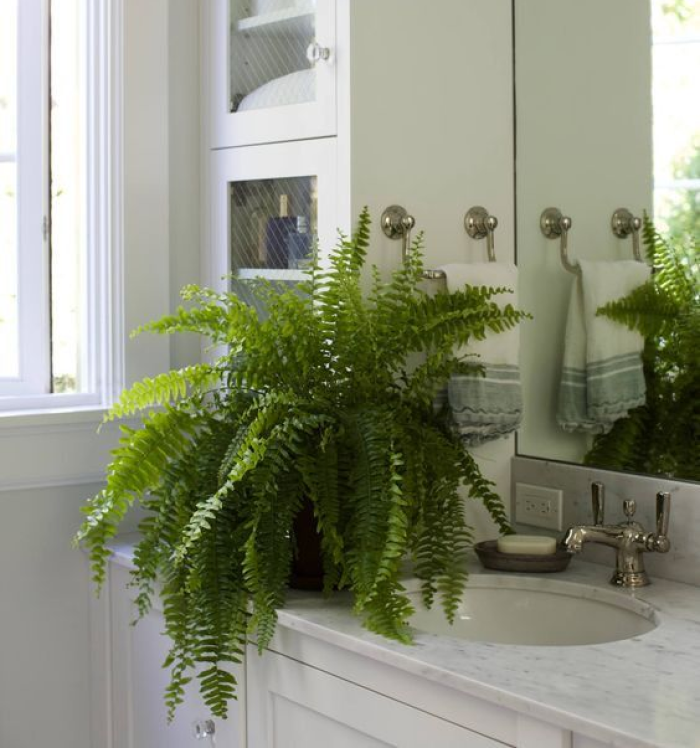 Decoração de banheiro com plantas naturais que purificam o ar e deixam o ambiente mais acolhedor e cheio de personalidade. Banheiro decorado com samambaia sobre a pia, ao lado do espelho.