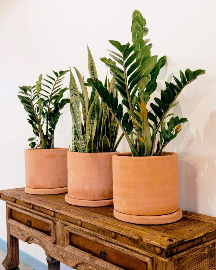 Plantas pela casa trazem um toque de casa de vó à decoração